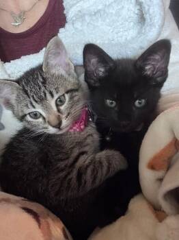 Jelly -  Tabby and Domestic Short Hair Cat for Adoption in Richardson, Texas - Jelly | PetCurious