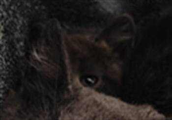LUPE -  Domestic Short Hair Cat for Adoption in Casper, Wyoming - LUPE | PetCurious