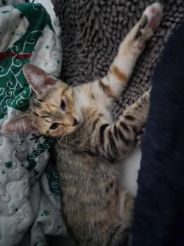 Apple Pie -  Domestic Short Hair Cat for Adoption in Plymouth, Michigan - Apple Pie | PetCurious