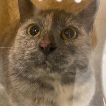 72445 -  Domestic Short Hair Cat for Adoption in Harrisonburg, Virginia - 72445 | PetCurious
