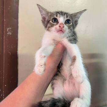 Khloe -  Domestic Short Hair Cat for Adoption in Stephenville, Texas - Khloe | PetCurious