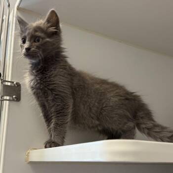 Ted -  Domestic Medium Hair Cat for Adoption in Oakland, California - Ted | PetCurious