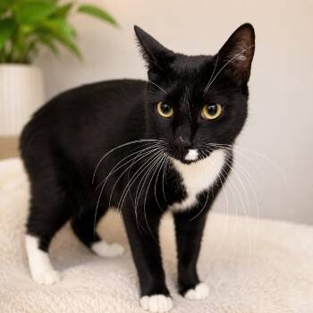 Boulder -  Domestic Short Hair Cat for Adoption in Hopkinton, Massachusetts - Boulder | PetCurious