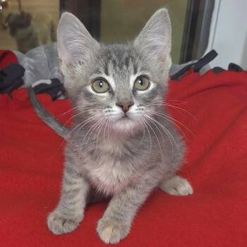 Tabby Cats Available for Adoption in Marshfield, Wisconsin - Jenny | PetCurious