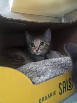 Violet -  Domestic Short Hair Cat for Adoption in Westland, Michigan - Violet | PetCurious