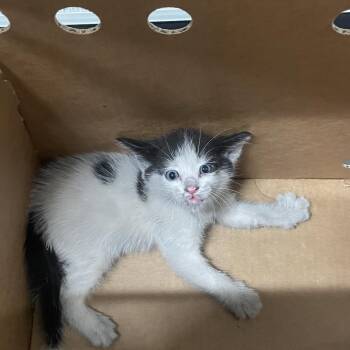 Kerry -  Domestic Short Hair Cat for Adoption in Tampa, Florida - Kerry | PetCurious