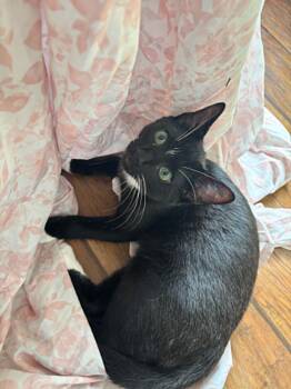 Louie (Bonded with Emmit) -  Domestic Short Hair Cat for Adoption in Clayton, North Carolina - Louie (Bonded With Emmit) | PetCurious