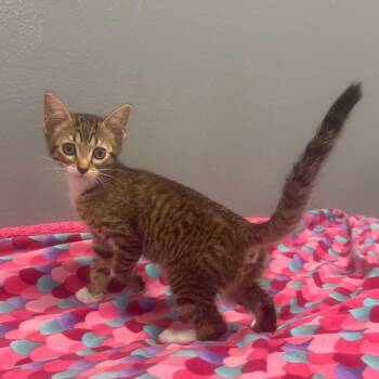Dolly -  Domestic Short Hair Cat Available for Adoption - Dolly | PetCurious