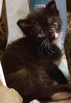 Oreo -  Domestic Short Hair Cat Available for Adoption in The Woodlands, Texas - Oreo | PetCurious