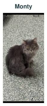 Monty -  Domestic Long Hair Cat for Adoption in Richland Center, Wisconsin - Monty | PetCurious