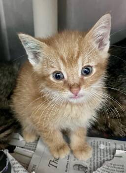David Wong -  Domestic Short Hair Cat for Adoption in Cincinnati, Ohio - David Wong | PetCurious
