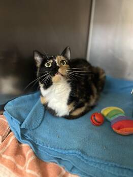 Molly aka Ivy -  Domestic Short Hair Cat for Adoption in Myerstown, Pennsylvania - Molly Aka Ivy | PetCurious