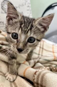 Teddy -  Domestic Short Hair Cat for Adoption in Sanford, North Carolina - Teddy | PetCurious