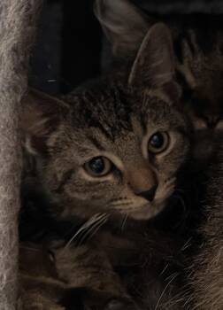 Jimmy Pop -  Domestic Short Hair Cat for Adoption in Randolph, Alabama - Jimmy Pop | PetCurious