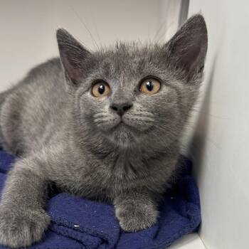 Abu -  Domestic Short Hair Cat for Adoption in Uniontown, Pennsylvania - Abu | PetCurious