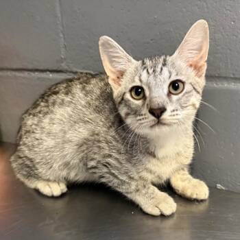 Domestic Short Hair Cats Available for Adoption in Tuscaloosa, Alabama - TUSC-Stray-84523_2_3_4 | PetCurious