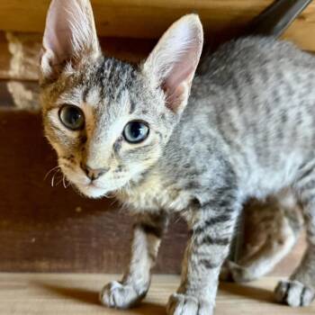 Moose -  Domestic Short Hair Cat for Adoption in Livingston, Texas - Moose | PetCurious