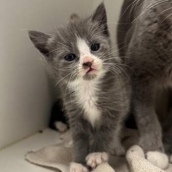 Taco Al Pastor -  Domestic Short Hair Cat for Adoption in Philadelphia, Pennsylvania - Taco Al Pastor | PetCurious