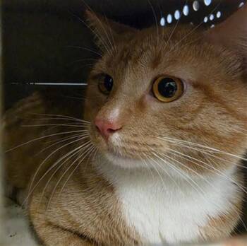 Domestic Short Hair Cats Available for Adoption in Oklahoma City, Oklahoma - A474738 | PetCurious