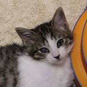 Tayla -  Domestic Short Hair Cat for Adoption in Defiance, Ohio - Tayla | PetCurious