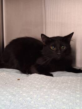 Rescue Domestic Medium Hair Cats for Adoption in Seguin, Texas - Meownificent | PetCurious