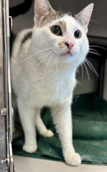 RIDDLER -  Domestic Medium Hair Cat for Adoption in Kalamazoo, Michigan - RIDDLER | PetCurious