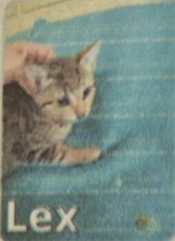 Lex -  Domestic Short Hair Cat for Adoption in Pittsboro, North Carolina - Lex | PetCurious