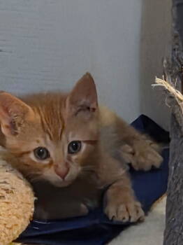 Rescue Tabby and Domestic Short Hair Cats for Adoption in Buford, Georgia - Remington | PetCurious