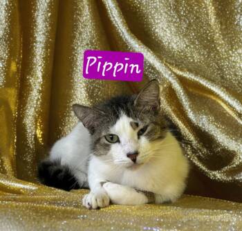 Rescue Domestic Short Hair Cats for Adoption in Jim Thorpe, Pennsylvania - Pippin | PetCurious