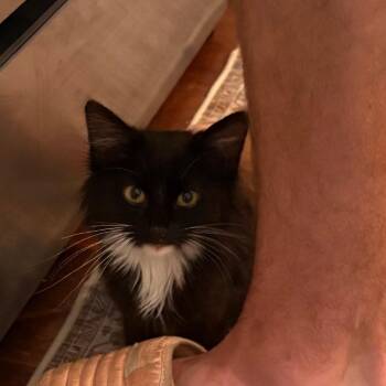 Beans -  Domestic Long Hair Cat for Adoption in Winston-salem, North Carolina - Beans | PetCurious