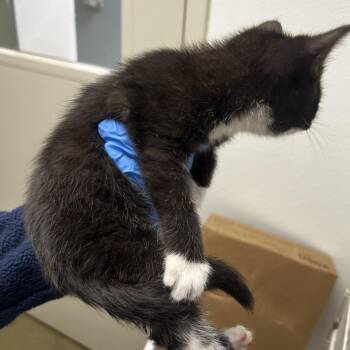 72910 -  Domestic Short Hair Cat for Adoption in Harrisonburg, Virginia - 72910 | PetCurious
