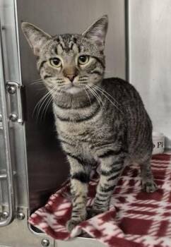 Domestic Short Hair Cats Available for Adoption in Butte, Montana - Jocko | PetCurious