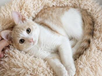 Happy -  Siberian Cat for Adoption in Brampton, Ontario - Happy | PetCurious