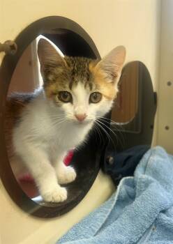 Rescue Domestic Short Hair Cats for Adoption in Blythe, California - KATNISS | PetCurious