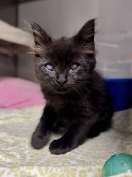 Mufaletta -  Domestic Short Hair Cat for Adoption in Midland, Michigan - Mufaletta | PetCurious