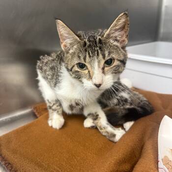 Rescue Domestic Short Hair Cats for Adoption in Lakeland, Florida - Demi | PetCurious