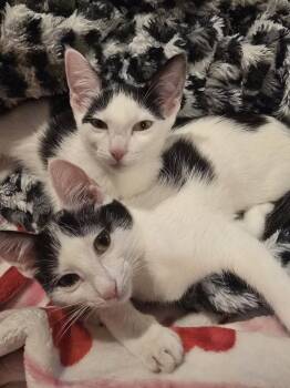 Sunshine -  Domestic Short Hair Cat for Adoption in Glendale, Arizona - Sunshine | PetCurious