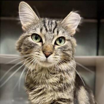 Domestic Long Hair Cats Available for Adoption - Elizabeth | PetCurious