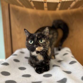 Domestic Short Hair Cats Available for Adoption in Fargo, North Dakota - Neytiri | PetCurious