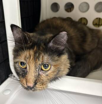 Cookie -  Domestic Medium Hair Cat for Adoption in St. Cloud, Florida - Cookie | PetCurious