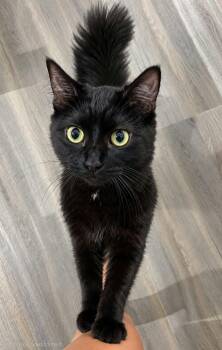 Shadoe -  Domestic Medium Hair Cat for Adoption in Lakeland, Florida - Shadoe | PetCurious