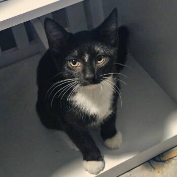 Waterslide -  Domestic Medium Hair Cat for Adoption in Plover, Wisconsin - Waterslide | PetCurious