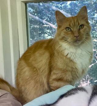 Burdie -  Domestic Long Hair Cat for Adoption in Westfield, New York - Burdie | PetCurious