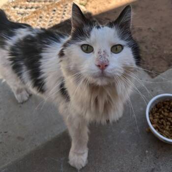 Astrid -  Domestic Medium Hair Cat for Adoption in Kanab, Utah - Astrid | PetCurious