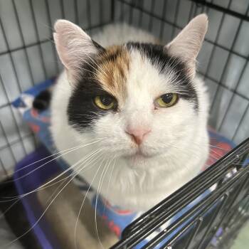 Sky -  Domestic Short Hair Cat for Adoption in Mokena, Illinois - Sky | PetCurious