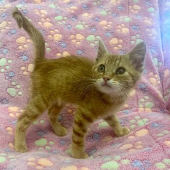 Danny -  Domestic Medium Hair Cat for Adoption in Park City, Utah - Danny | PetCurious