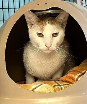 Crosby -  Domestic Short Hair Cat for Adoption in Seal Beach, California - Crosby | PetCurious