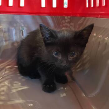 Ivy -  Domestic Short Hair Cat for Adoption in Lynchburg, Virginia - Ivy | PetCurious
