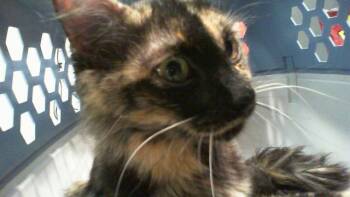 INDIGO -  Domestic Short Hair Cat for Adoption in Charlotte, North Carolina - INDIGO | PetCurious
