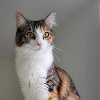 Lucille -  Domestic Medium Hair Cat for Adoption in Millcreek, Utah - Lucille | PetCurious